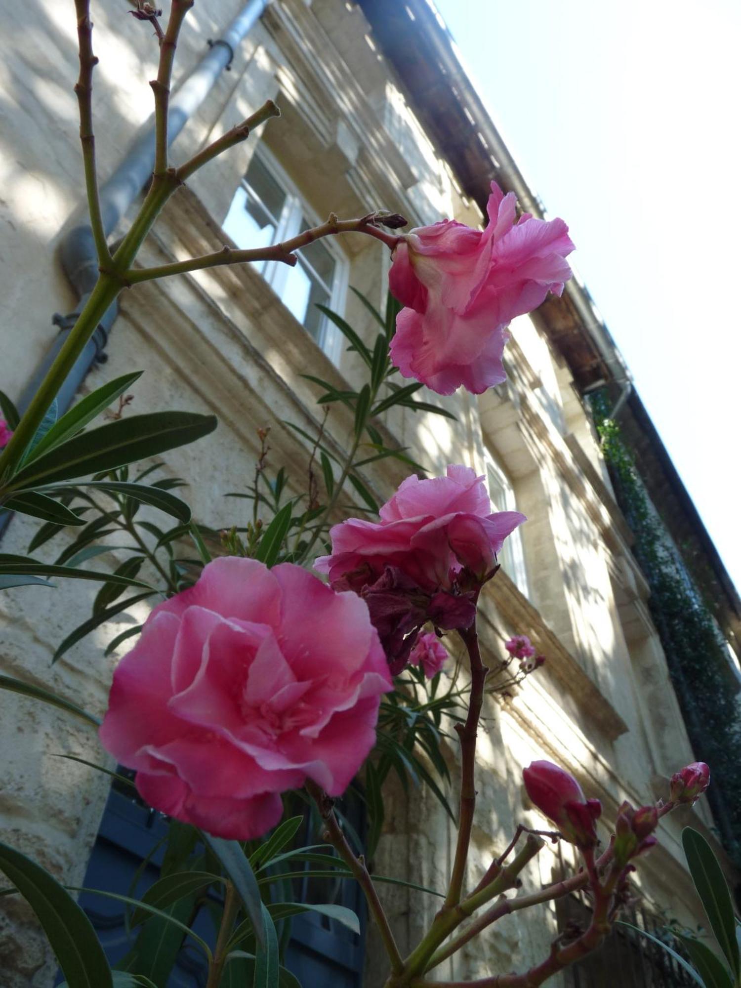 Le Limas Bed & Breakfast Avignon Ngoại thất bức ảnh